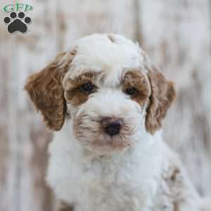 Hamilton, Mini Labradoodle Puppy
